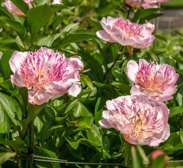 Die Merian Gärten für zuhause